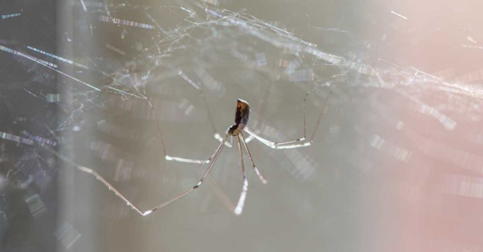 spider surrounded by cobweb