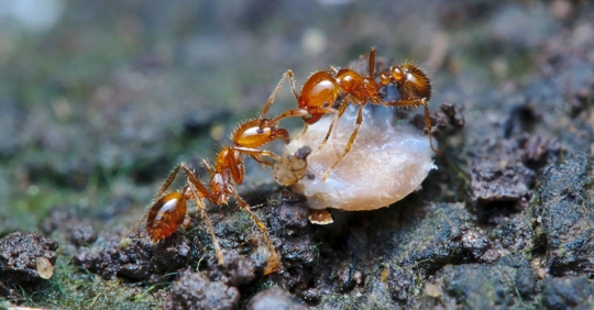 Fire ants carrying food