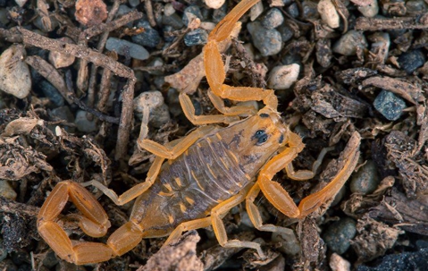 a scorpion crawling outside a home