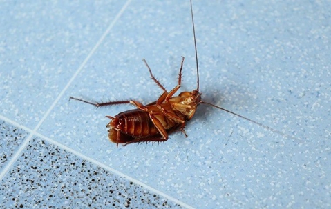 roach on its back