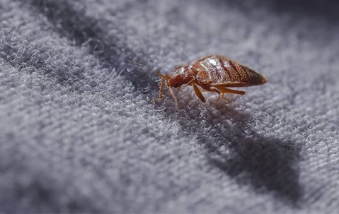 bed bug crawling on fabric
