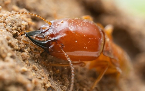 a termite chewing on wood
