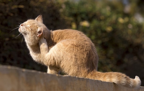 orange cat scratching behind her ear