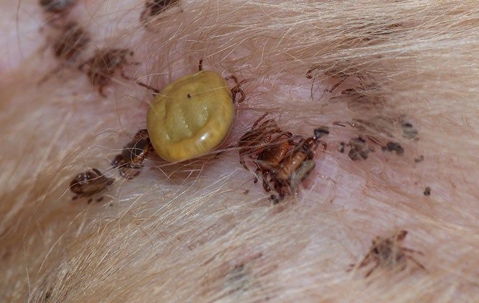 dog ticks on a pet