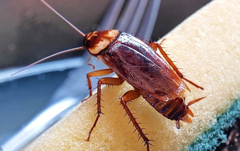 cockroach on a dirty sponge