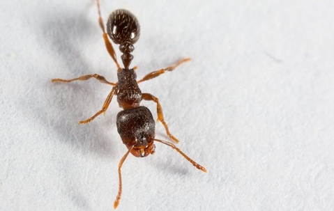 fire ant on white paper