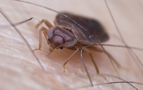 bed bug up close