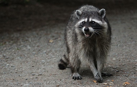 a big raccoon with its mouth open