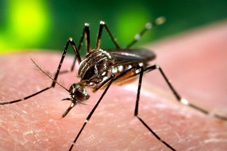 a mosquito biting human skin