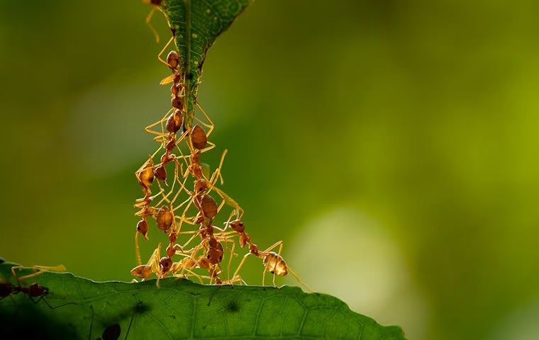 Ants Crawling on a Leaf