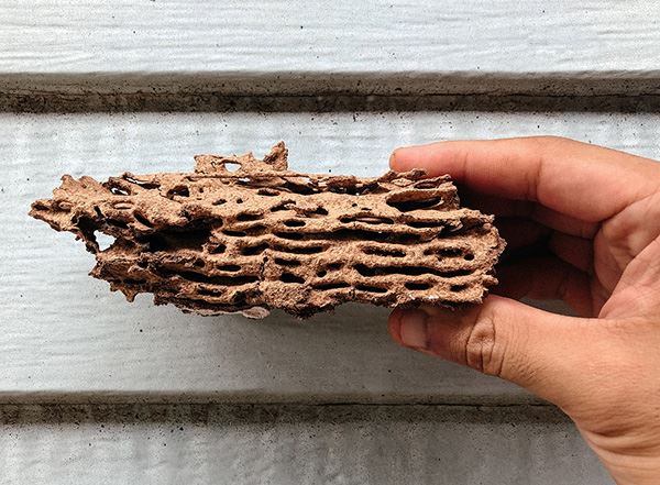 Wood Destroying Organisms